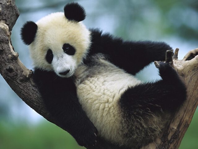Was haben Pandabär und Gelbbauchunke gemeinsam?